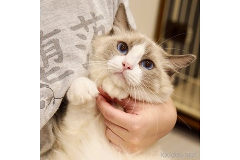 あられちゃん1枚目